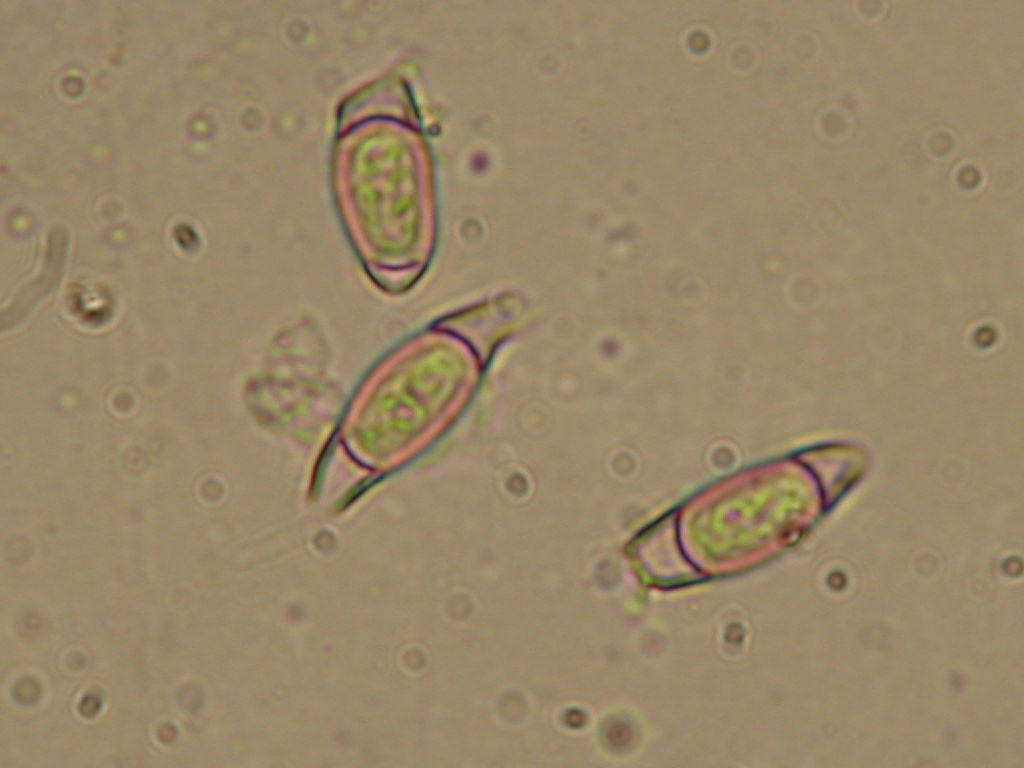 Sar� facile ....  ???   Quizzzz